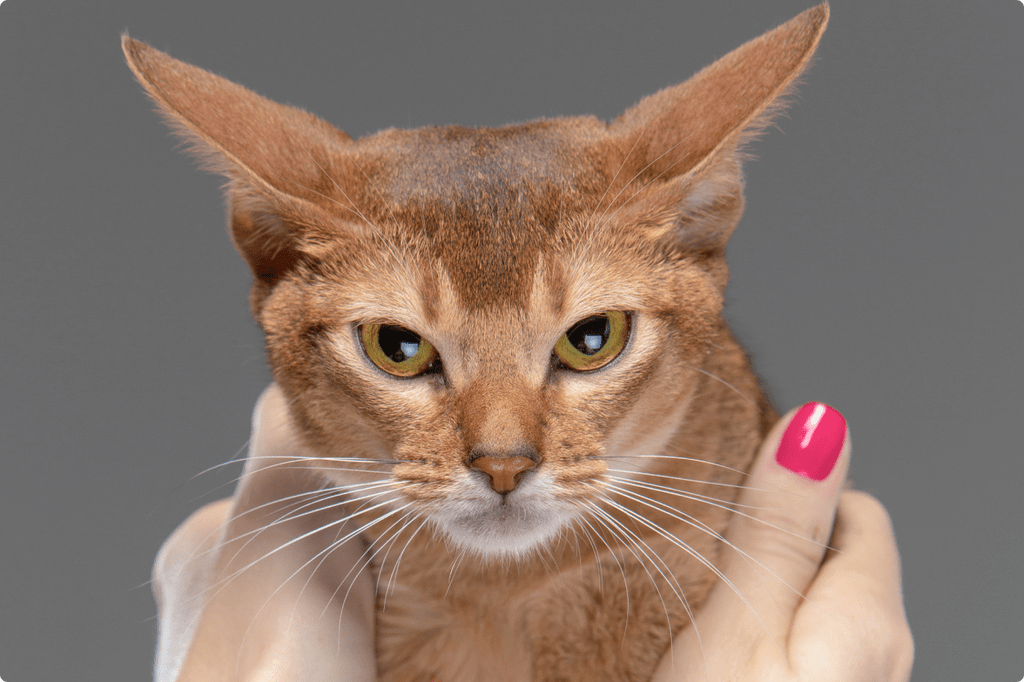 Абсцессы у кошек: причины, симптомы, лечение